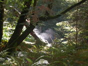 Muir Woods