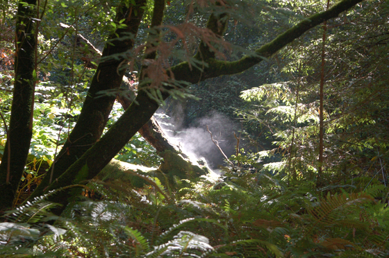 Muir Woods