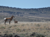 Sheldon National Wildlife Refuge