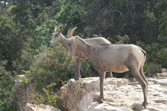 Grand Canyon