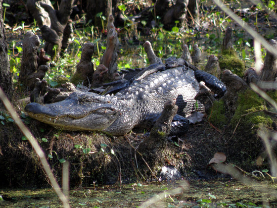 Jean Lafitte National Historical Park and Preserve