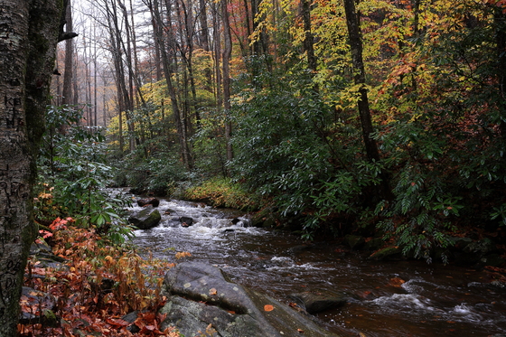 Pisgah National Forest