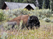 Yellowstone National Pak