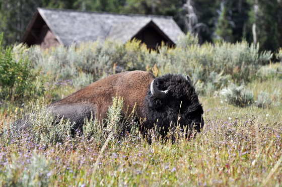 Yellowstone National Pak