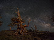 Ancient Bristlecone Pine Forest
