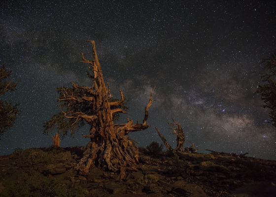 Ancient Bristlecone Pine Forest
