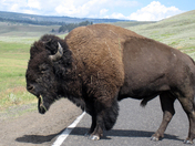 Yellowstone National Park