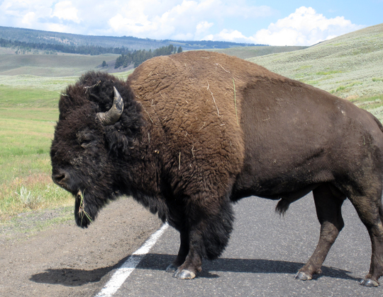 Yellowstone National Park