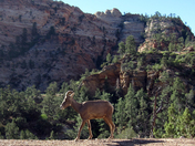 Zion National Park
