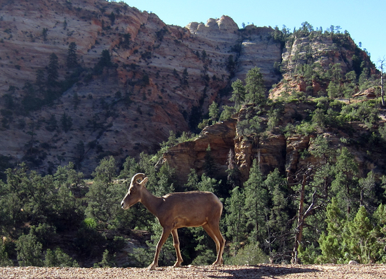 Zion National Park