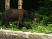 Great Smokey Mtns. National Park