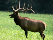 Great Smokey Mtns National Park