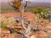 yavapai national forest