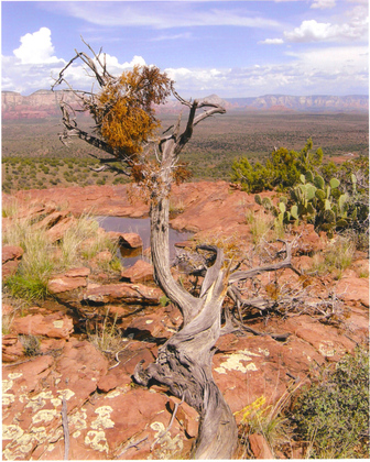 yavapai national forest
