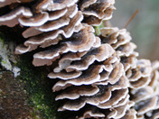 Dawson National Forest