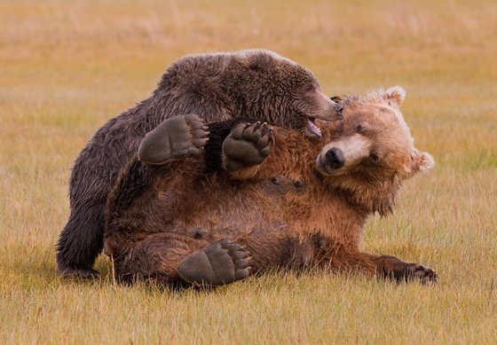 Katmai National Park & Preserve