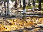 Yellowstone