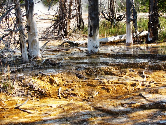 Yellowstone