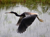 Assateague Island National Seashore