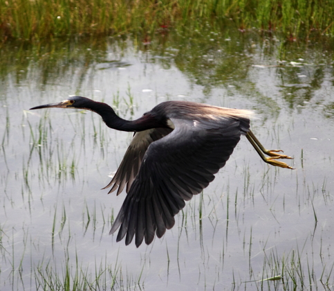 Assateague Island National Seashore