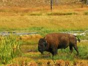 Yellow Stone National Park