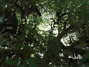 Olympic National Park