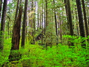 Valley of the Giants