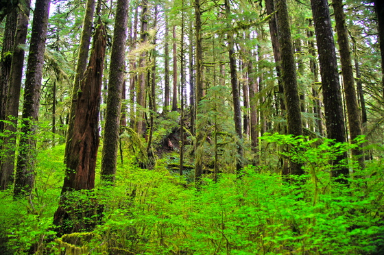 Valley of the Giants