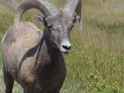 Badlands National Park
