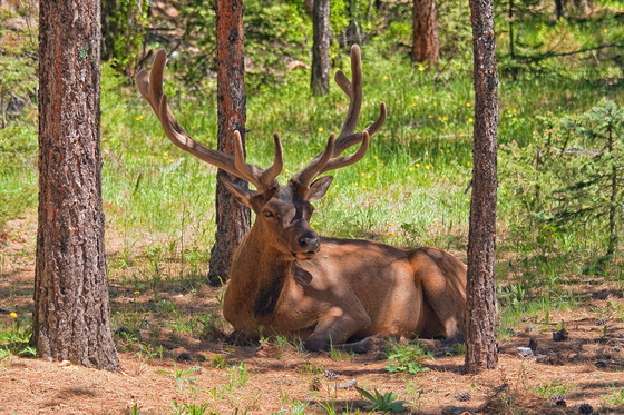 Rocky Mountain National Park