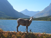 Glacier National Park 