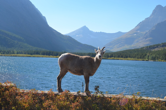 Glacier National Park 