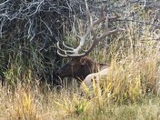Yellowstone