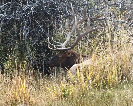 Yellowstone