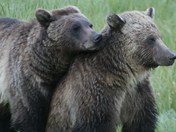 YellowStone