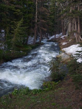 Medicine Bow National Forest