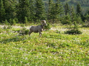 Glacier NP