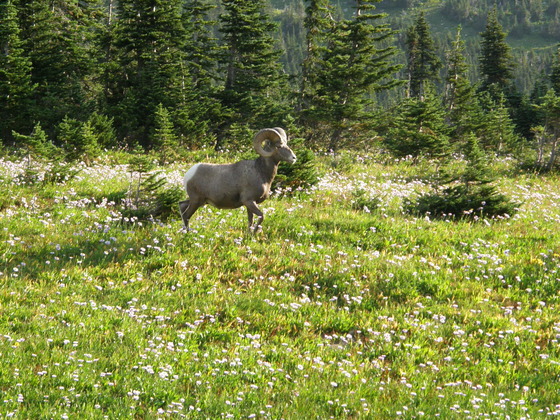 Glacier NP