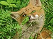 patuxent research refuge