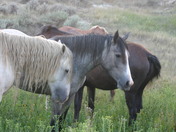 Theodore Roosevelt National Park