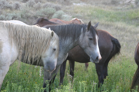 Theodore Roosevelt National Park