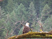 Klamath National Forest