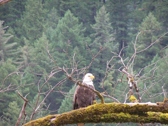 Klamath National Forest