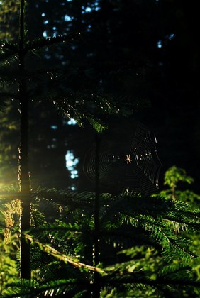 Gifford Pinchot National Forest, Washington