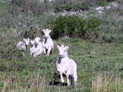 Arctic National Wildlife Refuge
