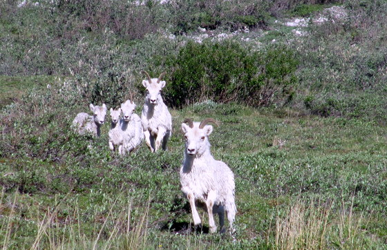 Arctic National Wildlife Refuge