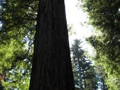 Redwood