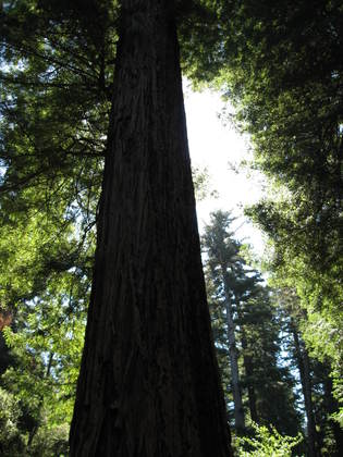 Redwood