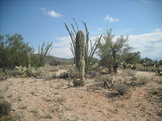 Saguaro National Park