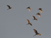 Assateague Island National Seashore